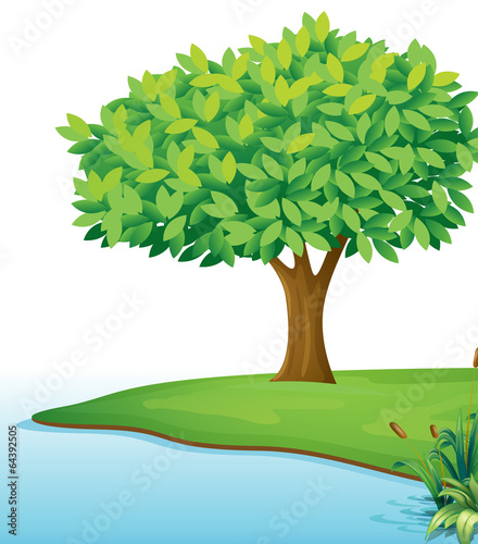 A tree near the body of water