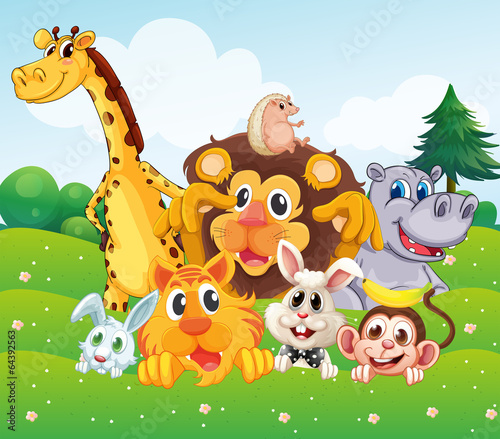 Animals at the hill