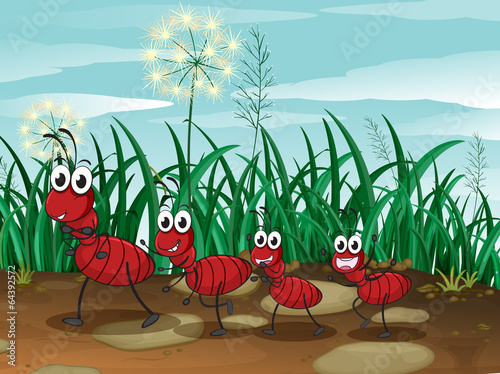 Four ants