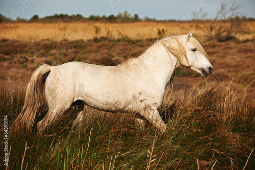 Fototapeta Naklejka Na Ścianę i Meble -  white horse of Camargue horizontally in the countryside