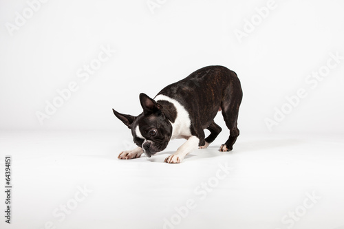 Boston Terrier im Studio © maya1205