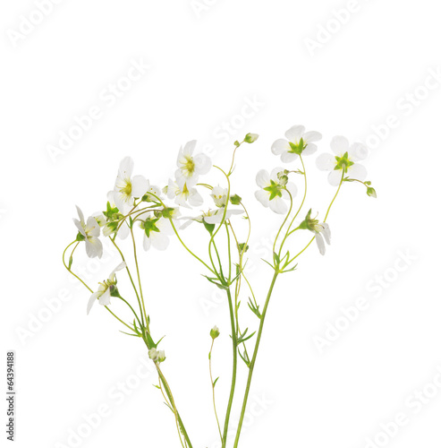 White mossy saxifrage frlowers bunch, isolated photo