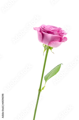 Pink rose isolated on white © siraphol