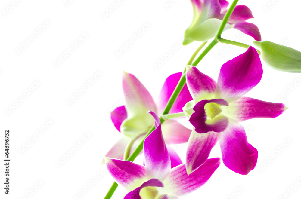 Orchind isolated white background Orchind isolated white background