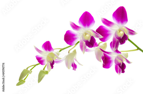 Purple orchid flower isolated white background © siraphol