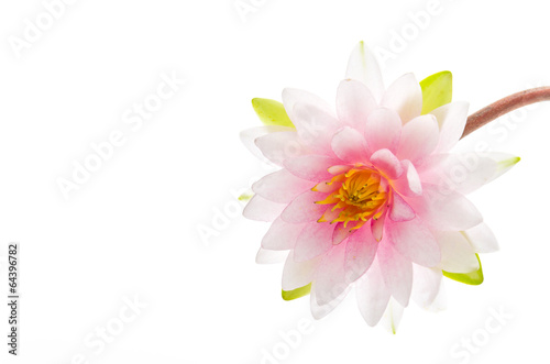 Lotus flower isolated white background © siraphol