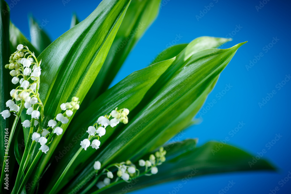 Fototapeta premium Lily of the valley