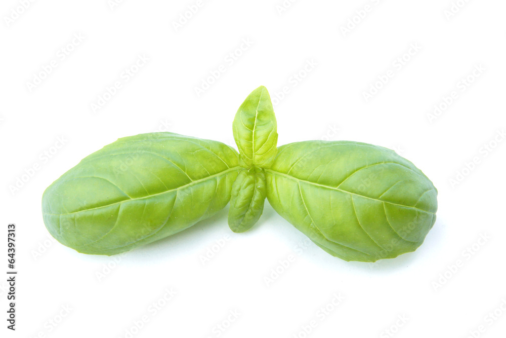 basilic basilic
