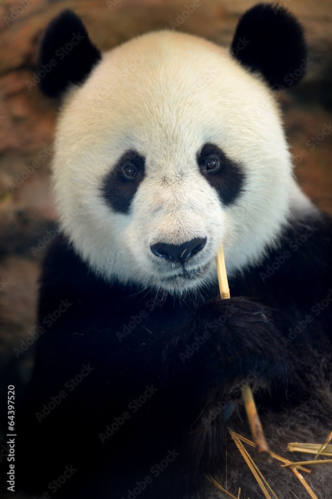 Fototapeta premium Panda