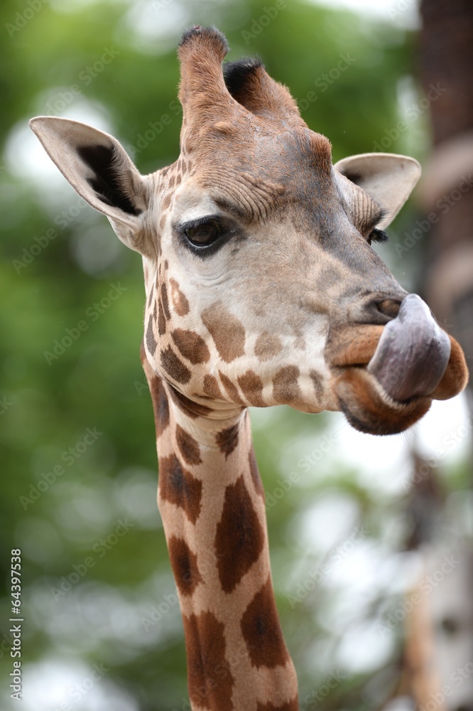 Fototapeta premium Giraffe