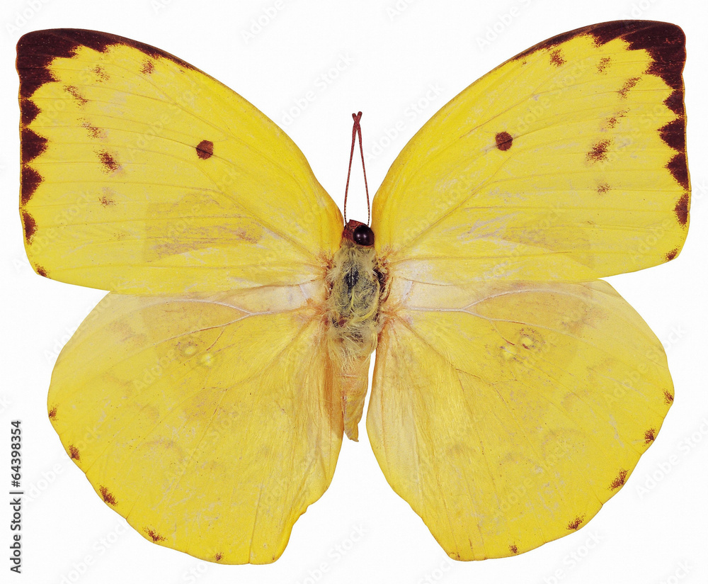 Fototapeta premium 나비 디테일