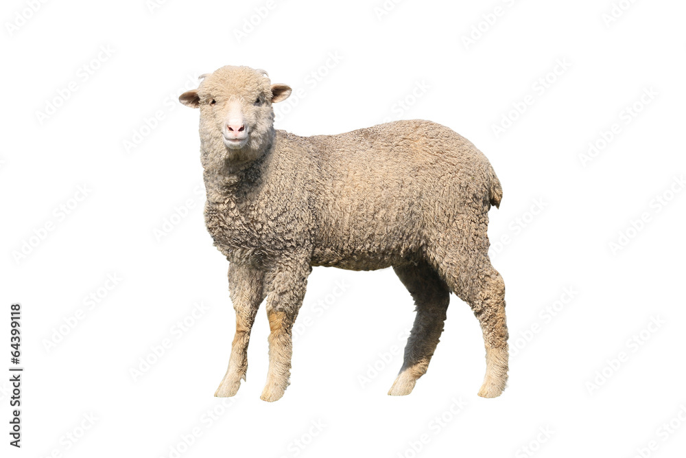 Fototapeta premium owca na białym tle