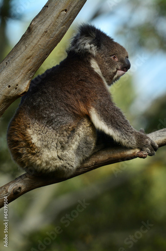 Fototapeta Naklejka Na Ścianę i Meble -  Koala sit on an eucalyptus tree