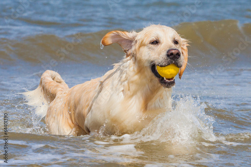 Golden Retriever am Strand