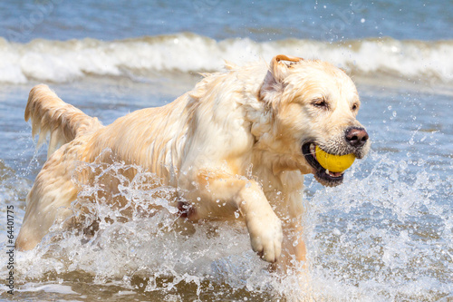 Golden Retriever am Strand