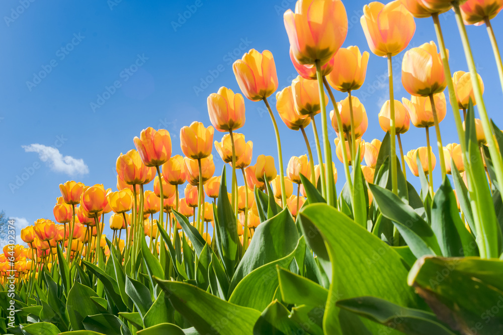 Obraz premium Tulips in spring sun.