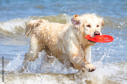 Golden Retriever am Strand