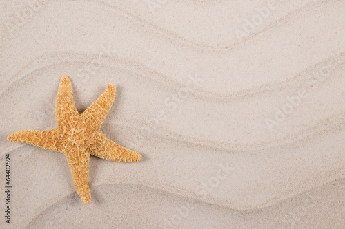 sea shells and starfish with sand