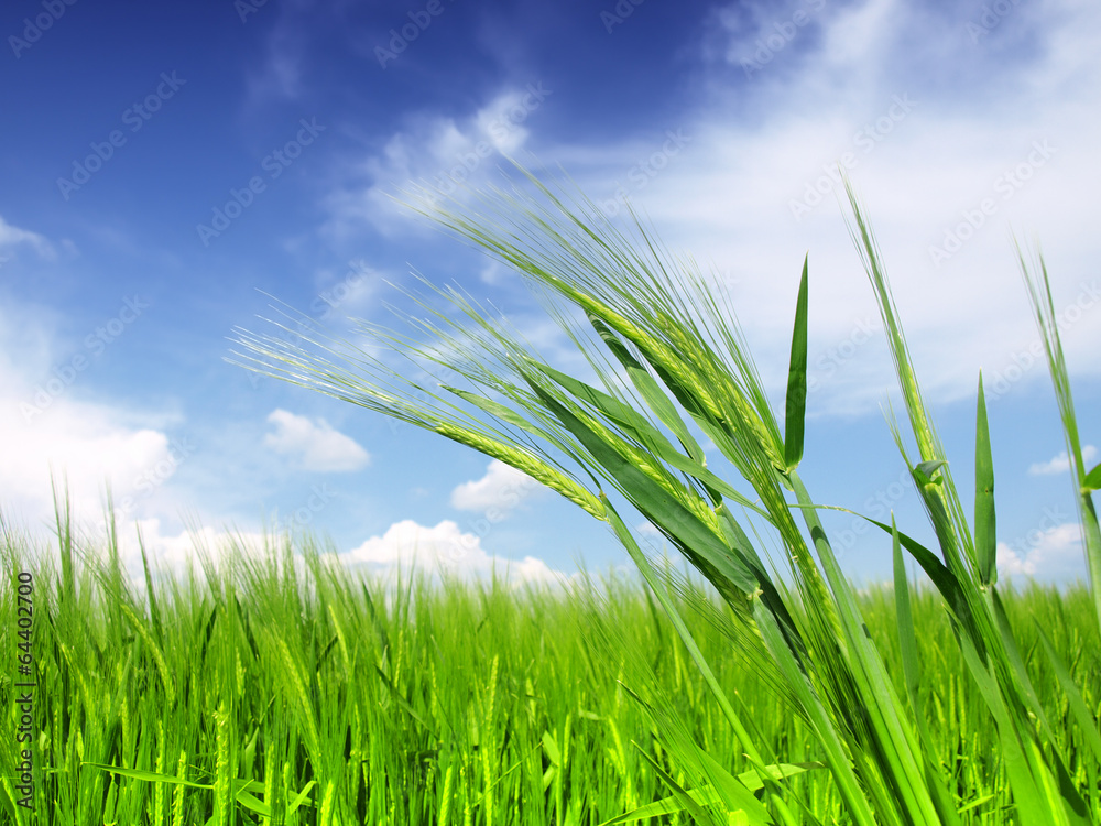 Fototapeta premium Wheat field against a blue sky