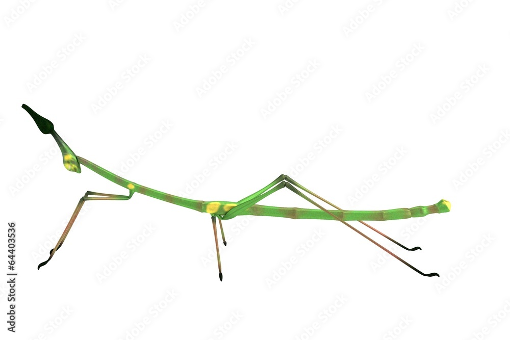 realistic 3d render of stick insect realistic 3d render of stick insect