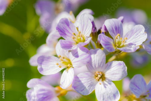 Cuckoo flower  Cardamine pratensis 