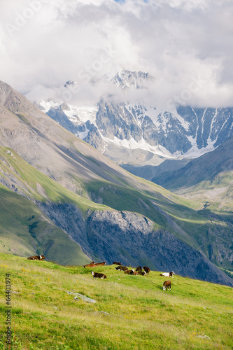 Kühe auf der Bergwiese © Kuse
