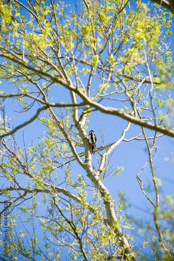 Great spotted woodpecker Great spotted woodpecker