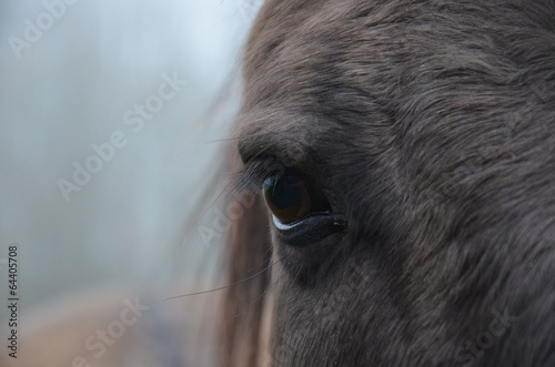 Dans l'oeil d'un cheval