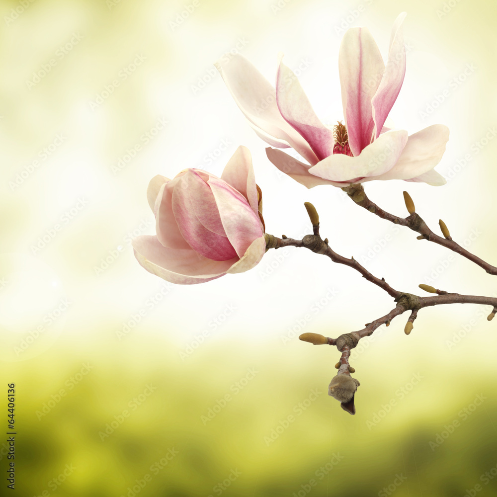 Obraz premium magnolia