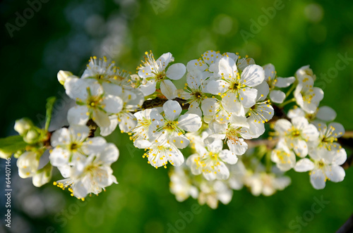 Blooming plum tree with white flowers in spring