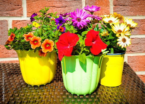 Balkonblumen auf dem Tisch photo