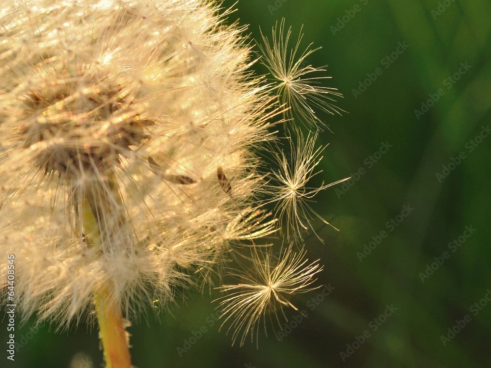 Detail view of dandelion with three falling seeds Detail view of dandelion with three falling seeds