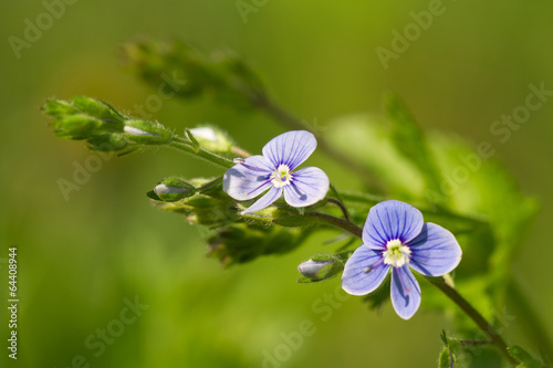 Beautiful floral background flowers veronica