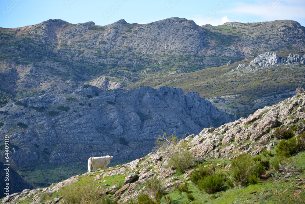 Obraz premium cumbres de las montañas de los picos de europa