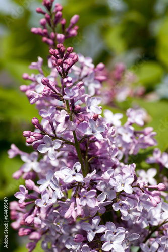 Wallpaper Mural Flieder Torontodigital.ca