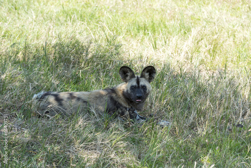 african wild dog