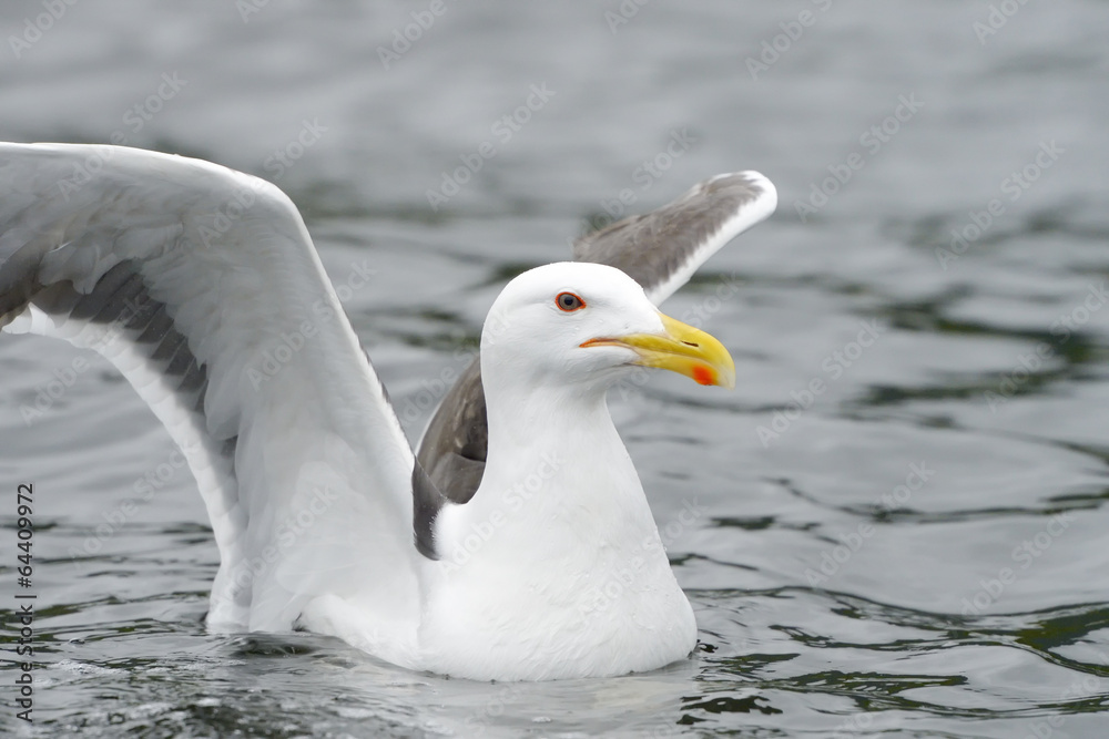 Lesser black-backed gull in water with wings spread out. Lesser black-backed gull in water with wings spread out.