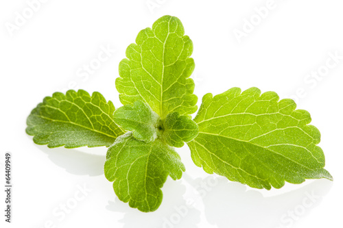 Stevia-Blätter photo