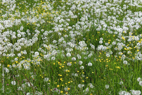 Eine Wiese mit Pusteblumen