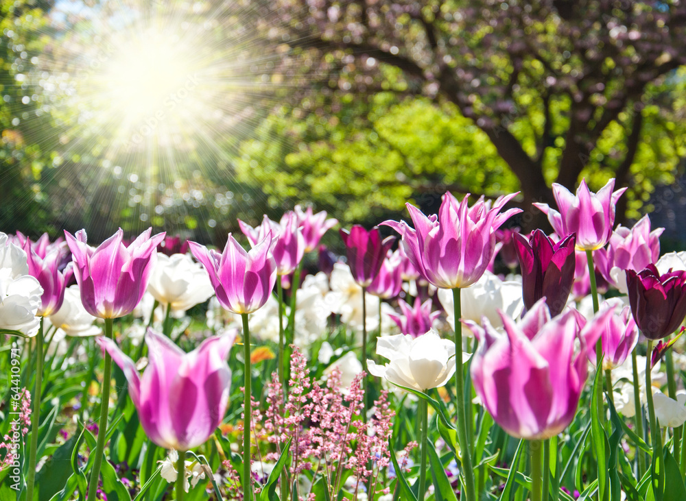 Fototapeta premium Tulpenfeld