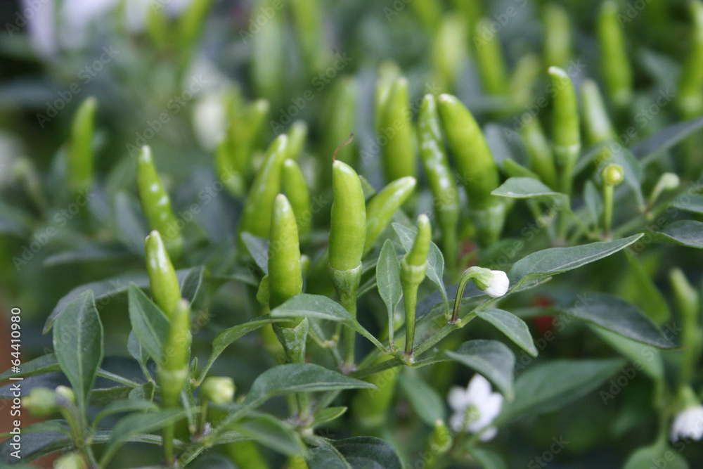 green chili pepper on the plant green chili pepper on the plant