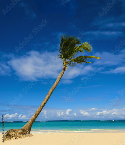 Exotic palm tree on sandy Caribbean beach photo