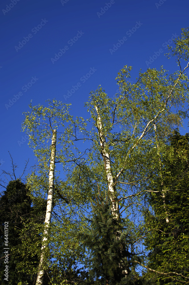 Fototapeta premium Birke