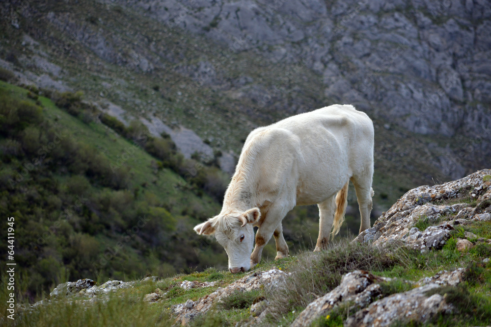 vaca de pelo blanco comiendo hierba en la montaña vaca de pelo blanco comiendo hierba en la montaña