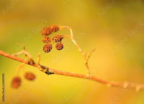 Detail branch with blurred background © ondrej83