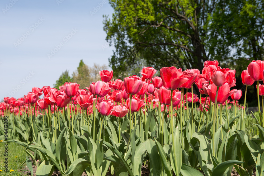 Red tulips blossoms