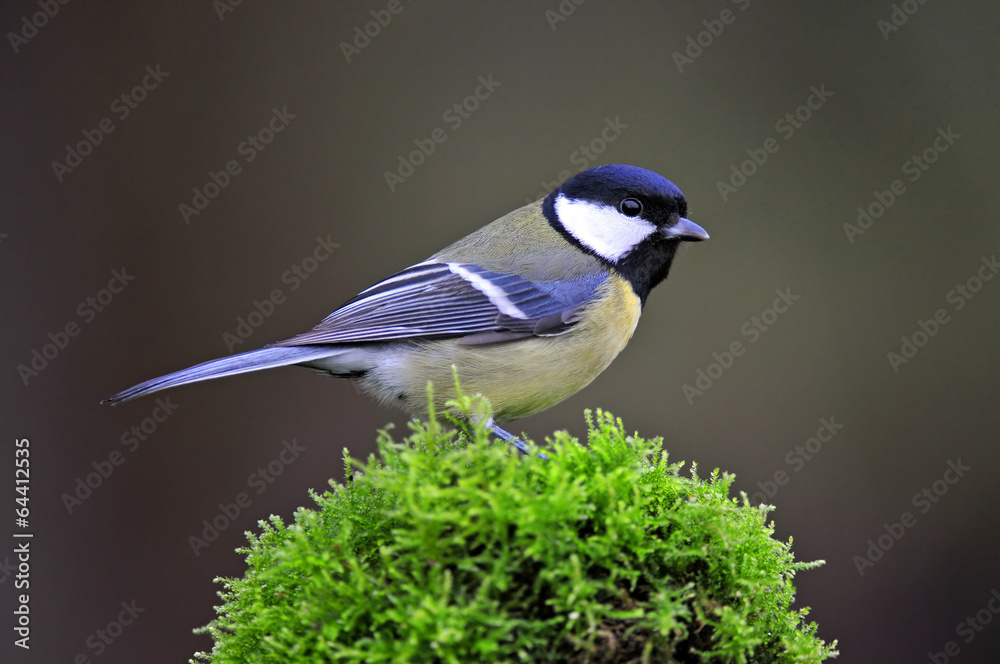 Obraz premium Great tit on a moss