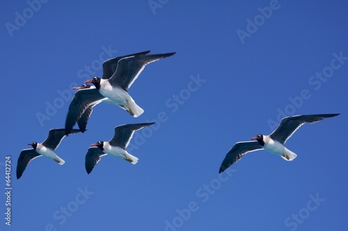 Seagulls synchronized