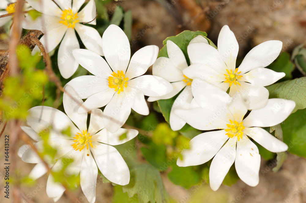 Bloodroot Bloodroot