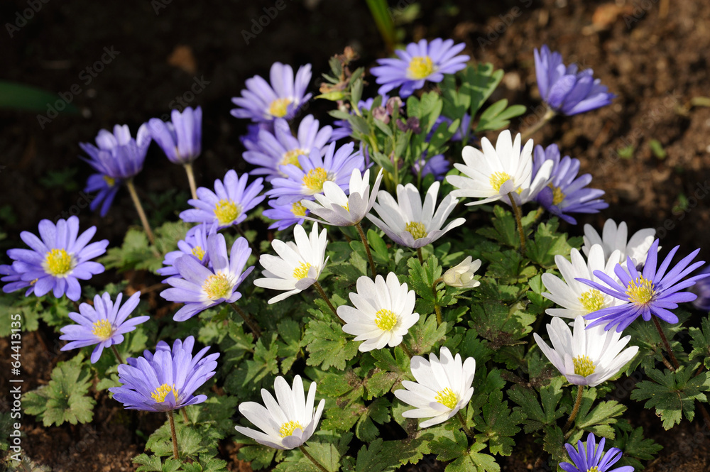 Fototapeta premium Grecian windflower